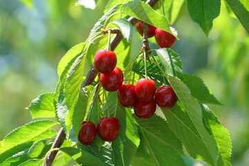 Close up fresh red cherries on the tree branch