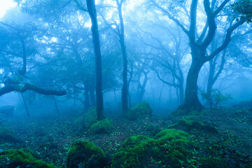 Foggy monsoon season in mahabaleshwar, maharashtra, india