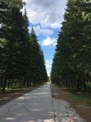 road in the park
