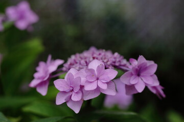 Fototapeta premium 紫陽花