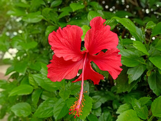 Red China Rose Flower Among Green Leaves Background At A Garden.