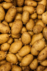 close up of potatoes in market