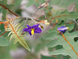 (Solanum sisymbriifolium) Gros plan sur fleur bleu-violet dressée de Morelle de Balbis ou Tomate Litchi