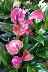 red anthurium flowers