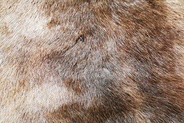 fur natural texture