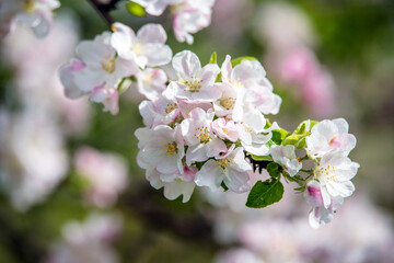 appletree blossom branch in the garden in spring
