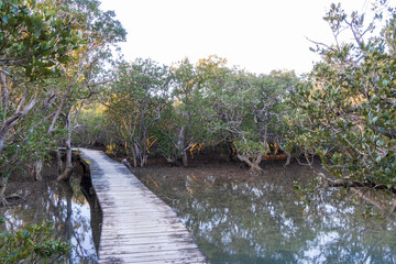 Walkway through the mangrove forest. Walking track to the Haruru Falls. Paihia, North Island, New Zealand
