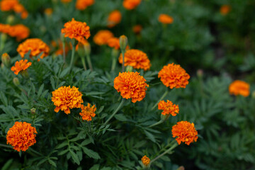 Obraz na płótnie Canvas orange marigold flowers in the garden
