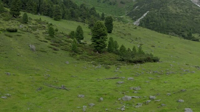 Evergreen trees on mountainside wilderness during summer, aerial view