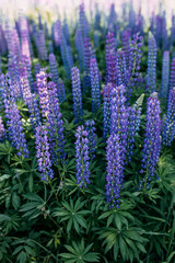 Naklejka na ściany i meble Purple lupines field. Field of blue flowers. Many lupines.