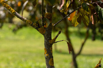 beautiful trees grow in the garden