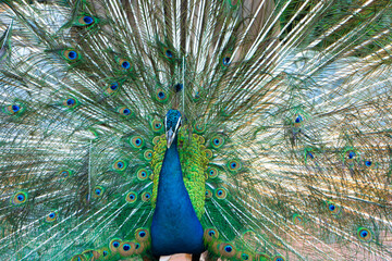 Obraz premium Beautiful well-groomed male peacock, spreading its tail, luxurious tail, flirts with a female