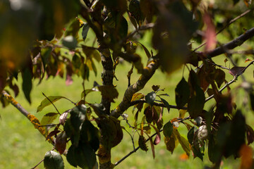 beautiful trees grow in the garden
