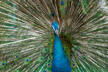 Beautiful well-groomed male peacock, spreading its tail, luxurious tail, flirts with a female
