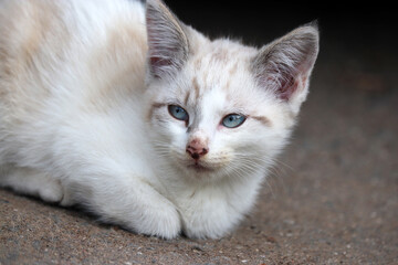 Naklejka na ściany i meble White-ginger kitten with blue eyes sitting on a street. Portrait of cute furry pet at summer