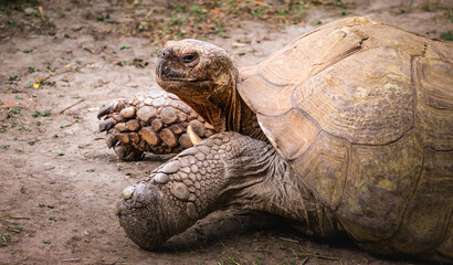 Giant Tortoise (Aldabrachelys Gigantea), side view of old endangered reptile from the islands of the Aldabra Atoll in the Seychelles.