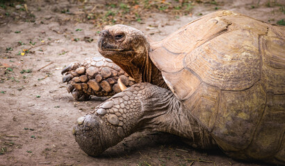 Giant Tortoise (Aldabrachelys Gigantea), side view of old endangered reptile from the islands of...