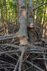 green dense mangroves and swamps