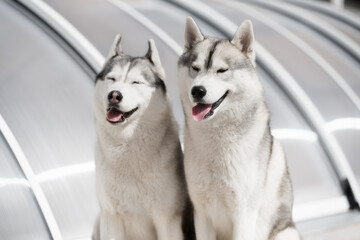 A portrait of two happy Siberian Huskies with closed eyes. Both of them have grey and white fur. Background is grey.