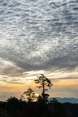 Fototapeta na wymiar 鱗のような形の雲と海の輝きと樹木