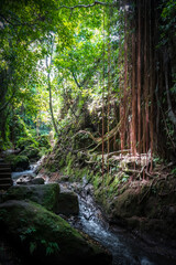 Fototapeta premium Jungle river landscape in the Monkey Forest, Ubud, Bali, Indonesia