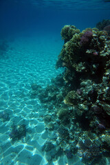 Naklejka na ściany i meble coral reef in Egypt in Hurghada