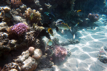 Obraz na płótnie Canvas coral reef in Egypt in Hurghada