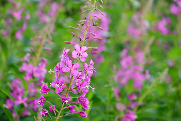 Pink flowers of Willow-herb (Ivan tea, fireweed) in a summer field