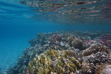 coral reef in Egypt in Hurghada