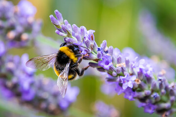 Bumblebee (Bombus) on Lavender (Lavandula)