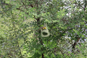 Strucked weaver
Wherever I fly from my own dear nest, I always come back, for home is the best.