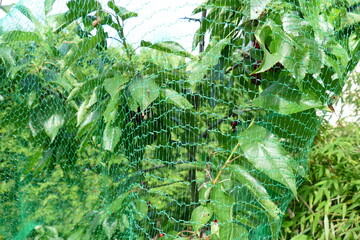 Kirschen ernten Sauerkirsche Kirschbaum mit Netz