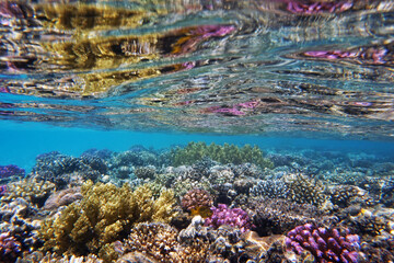 coral reef in Egypt in Hurghada