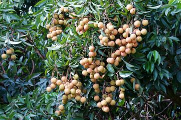 Ripe lychee fruits on green foliage in the garden