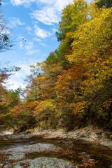 沢山の色が混ざり合う山の植物と渓谷