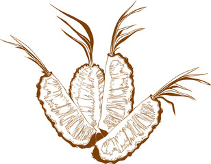 a large pineapple cut into quarters. vector illustration isolated on white background