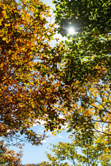木漏れ日が美しい紅葉の山