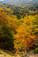 沢山の色の紅葉に覆われた谷