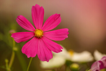 Fototapeta premium pink cosmos flower