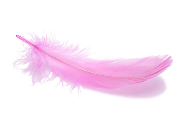 Fluffy bird feather pink color in studio isolated on the white