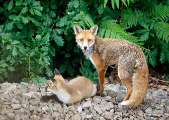 Naklejka na ściany i meble female urban fox and her cub