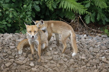 female urban fox and her cub