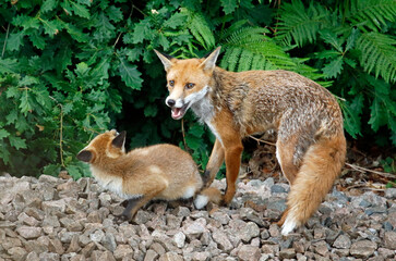 Fototapeta premium female urban fox and her cub