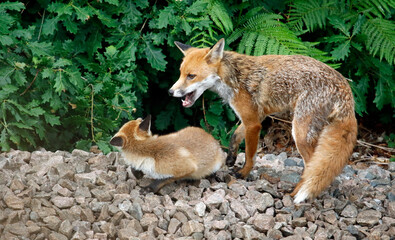 female urban fox and her cub