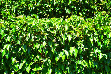 Naklejka premium ficus benjamina texture