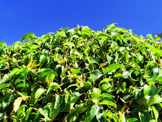 ficus benjamina texture