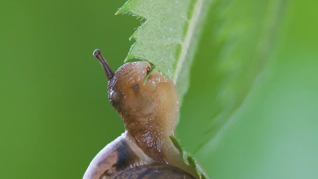 A closer look of the snail slowly eating the edge of the leaf