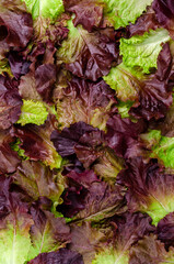 Background of fresh purple lettuce leaves.