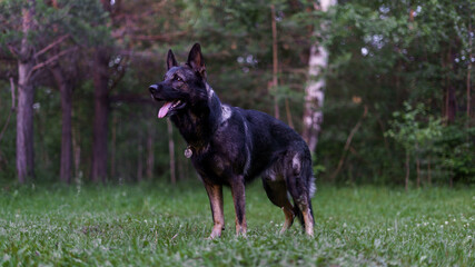 German shepherd dark color is in the woods. Service dog