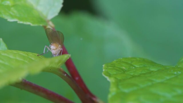 A crawling bug with the wings on top of the leaf